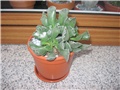 Adromischus